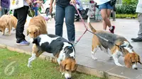 Sejumlah Anjing yang ikut meramaikan Balaikota, Jakarta, (7/2). Microchip sendiri nantinya akan didistribusikan ke klinik-klinik dokter hewan dengan biaya berkisar antara Rp100.000 - Rp150.000. (Liputan6.com/Yoppy Renato)
