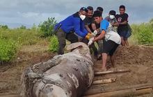 Dugong Sepanjang 2 Meter Mati Terdampar di Perairan Kupang