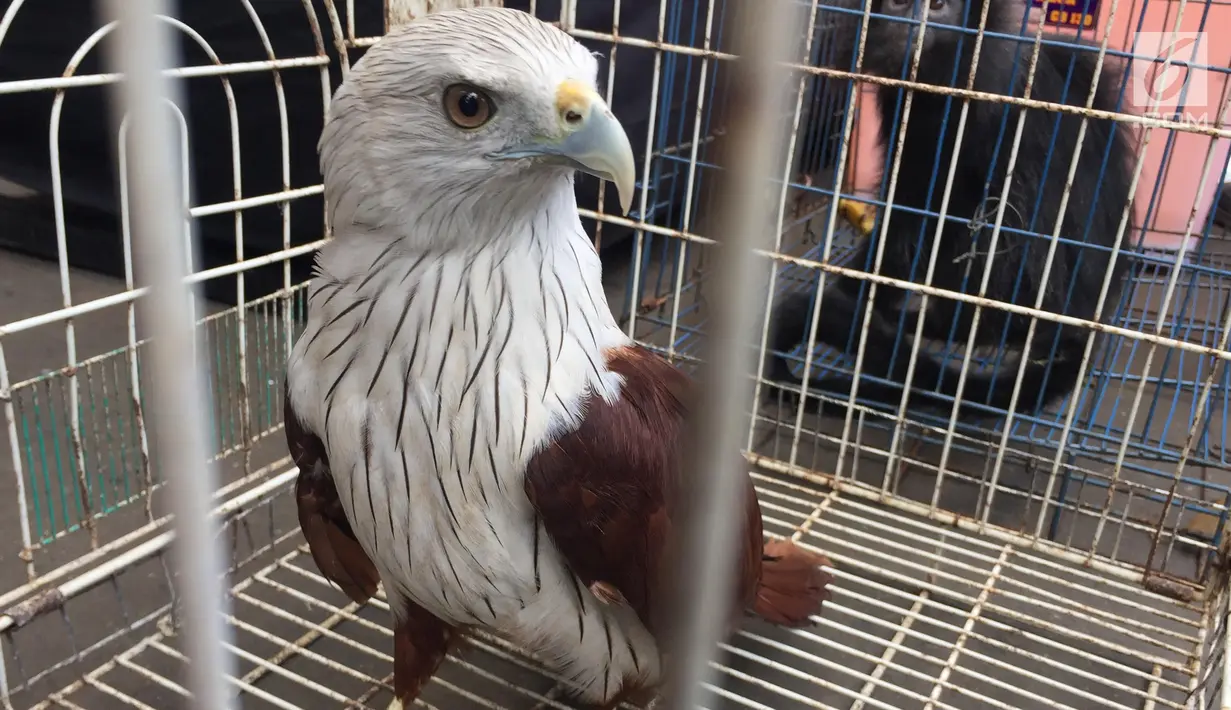 Barang bukti berupa elang bondol dalam rilis kasus jual beli satwa liar yang dilindungi di Polda Metro Jaya, Jakarta, Rabu (31/1). Para pelaku mendapatkan hewan-hewan tersebut dari Sumatera, Kalimantan, dan Bali. (Liputan6.com/Immanuel Antonius)