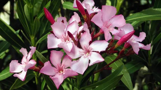 Bunga Oleander (Wikimedia Commons)