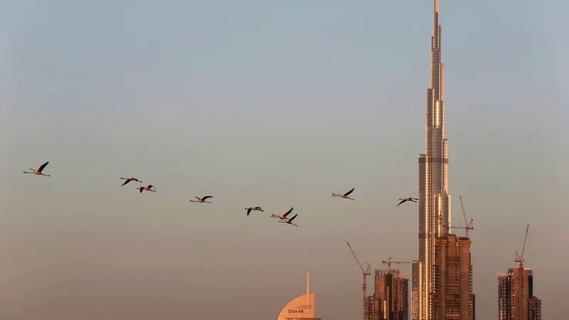 Melihat Habitat Flamingo di Tengah Mewahnya Kota Dubai