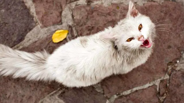 Petualangan Haru Kucing Pengungsi Irak