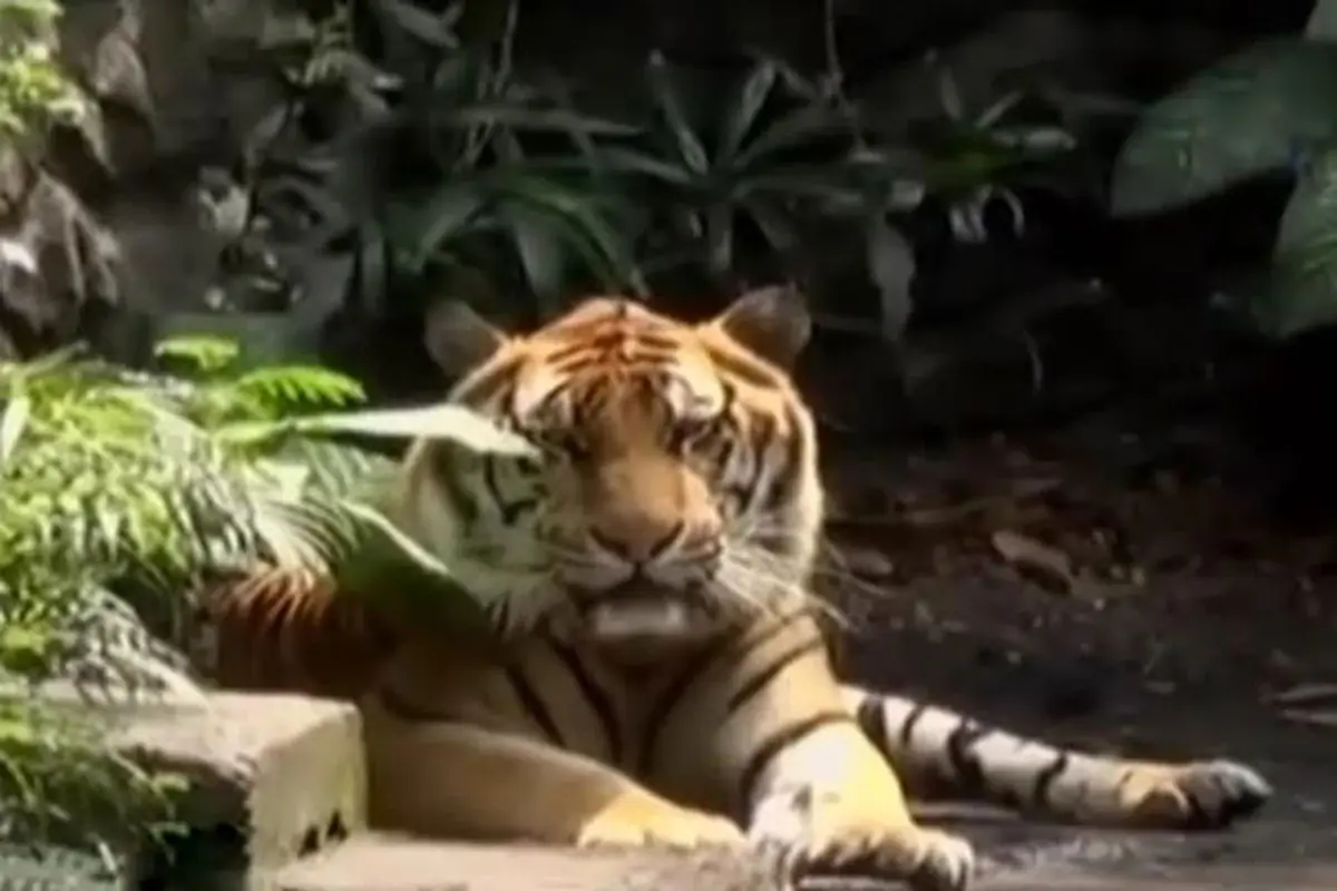 Harimau Kebun Binatang Surabaya.