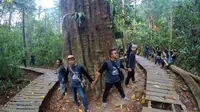 Kayu Ulin Raksasa di Kaltim Ini Sudah Berumur 1000 Tahun