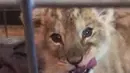 Seekor singa berada dalam kandang setelah ditemukan di supercar Lamborghini di Champs-Elysees, Paris, Senin (12/11). Polisi menenukan bayi singa itu saat pemeriksaan di ruas jalanan sibuk pusat perbelanjaan mewah itu. (HO/Fondation 30 Millions d’Amis/AFP)
