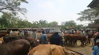 Ratusan Sapi di Blora Terinfeksi Penyakit Mulut dan Kuku