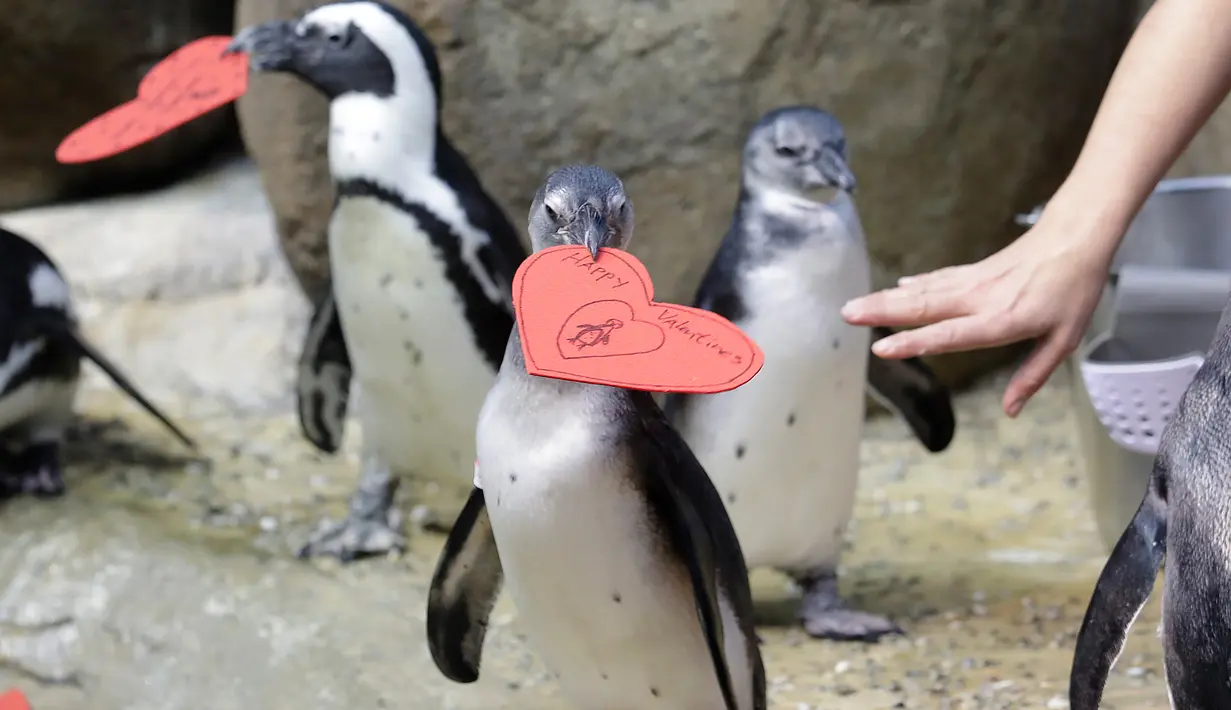 Penguin Afrika mendapat sarang berbentuk hati yang dibagikan di Akademi Ilmu Pengetahuan California, San Francisco, Selasa (12/2). Hati dibagikan kepada penguin yang secara alami menggunakan bahan serupa untuk membangun sarang di alam liar. (AP/Jeff Chiu)