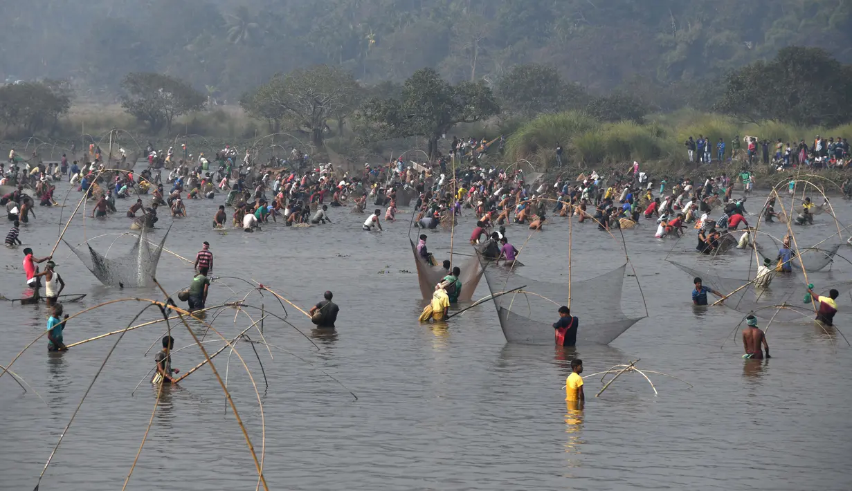 Ratusan warga ikut ambil bagian dalam acara menjaring ikan pada perayaan Festival Bhogali Bihu di Danau Goroimari, sekitar 50 km dari Guwahati di India, Sabtu (13/1). Festival ini merupakan panen ikan secara massal. (AFP PHOTO / Biju Boro)