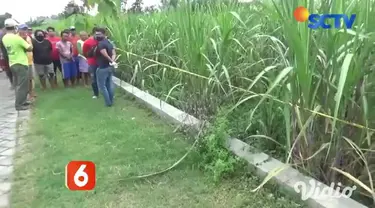 Penemuan jasad seorang wanita di kebun tebu membuat geger warga Desa Rejoslamet, Kecamatan Mojowarno, Jombang, Jawa Timur. Jenazah wanita diduga tewas sudah lebih dari 5 hari lantaran kondisi tubuhnya sudah tidak dikenali.