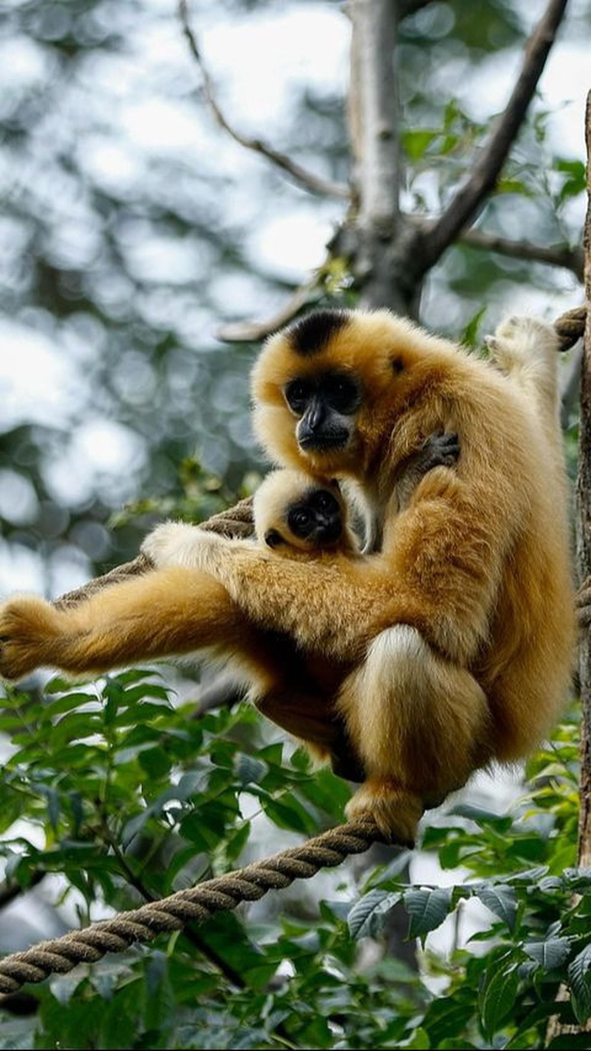 Kedelapan, Ada Hewan Siamang
