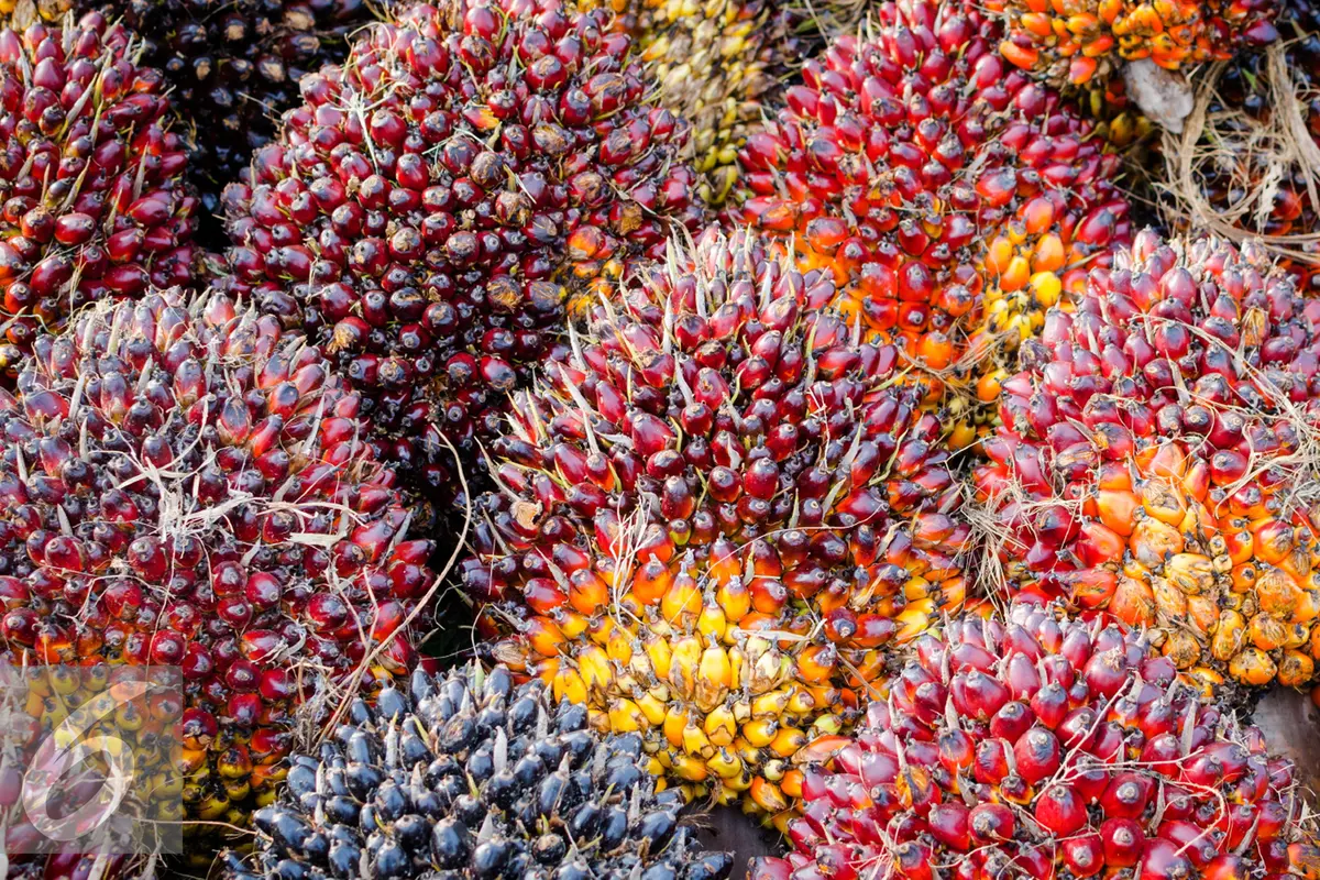 20160308-Ilustrasi-Kelapa-Sawit-iStockphoto