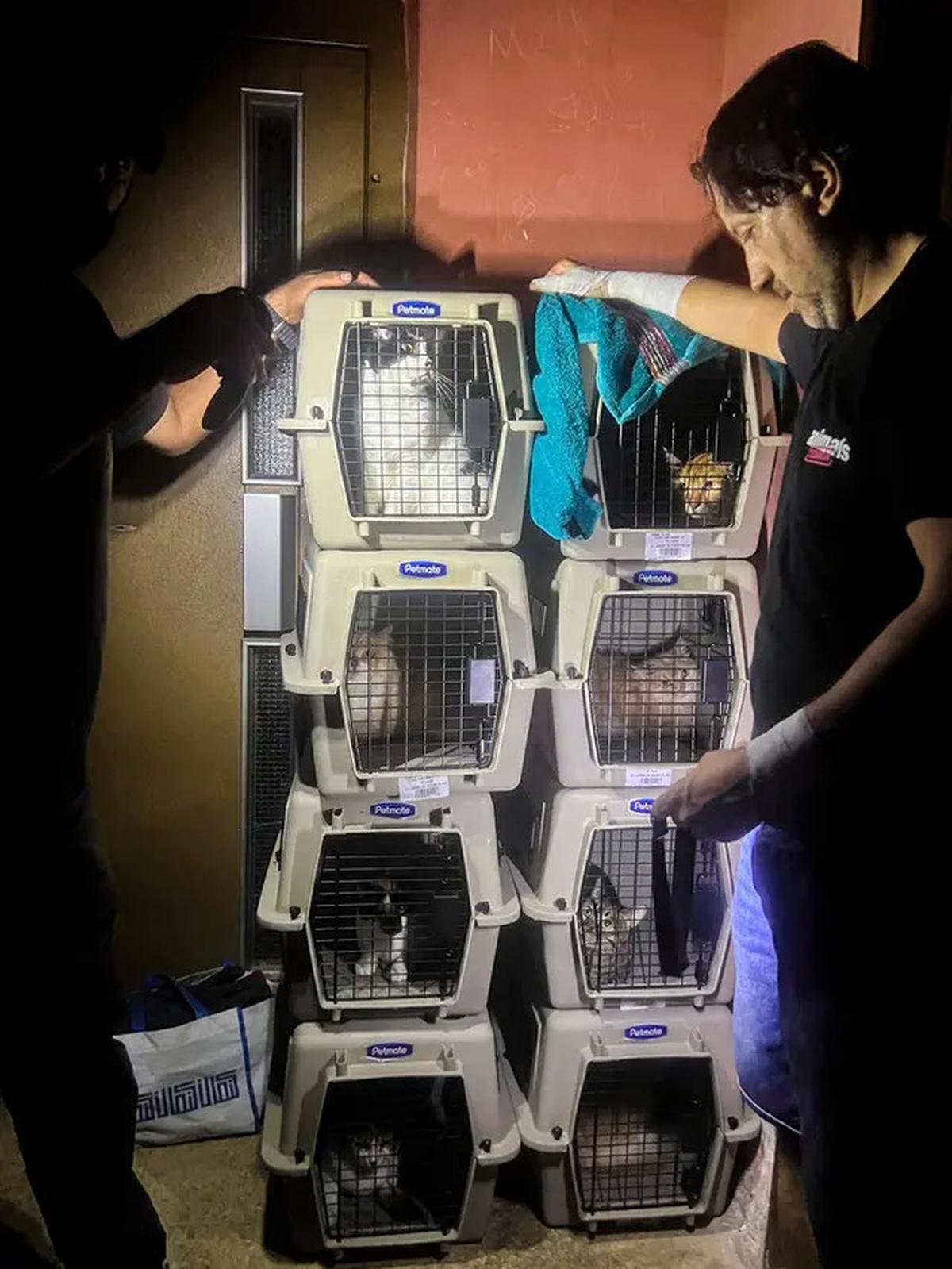 Misi Penyelamatan Kucing Terlantar di Lebanon