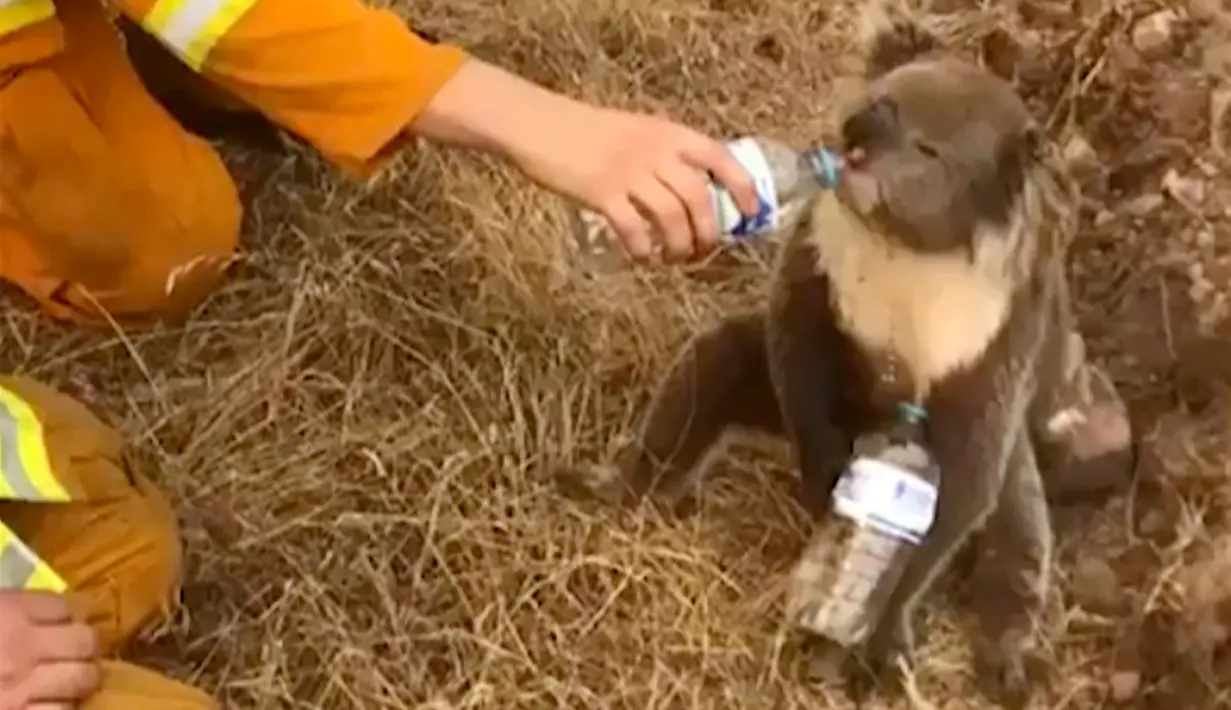 Gambar dari video pada 22 Desember 2019, seekor koala meminum air dari botol yang diberikan petugas pemadam kebakaran di Cudlee Creek, Australia Selatan. Untungnya, koala yang terperangkap di sekitar kebakaran itu tidak mengalami luka. (Oakbank Balhannah CFS via AP)