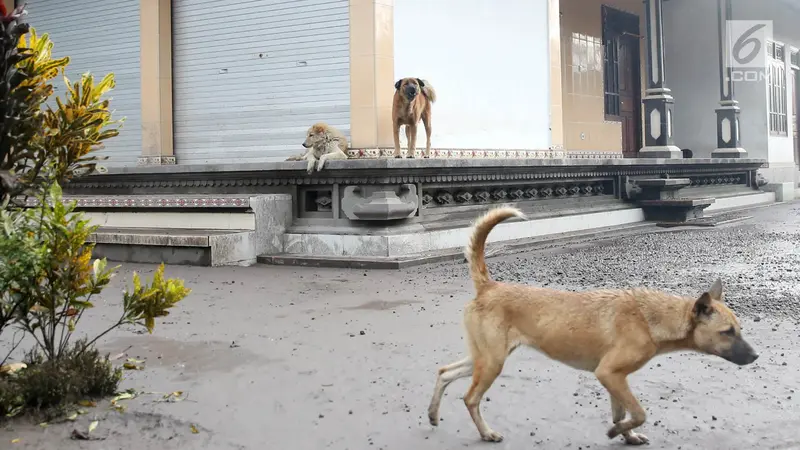 Anjing di Gunung Agung