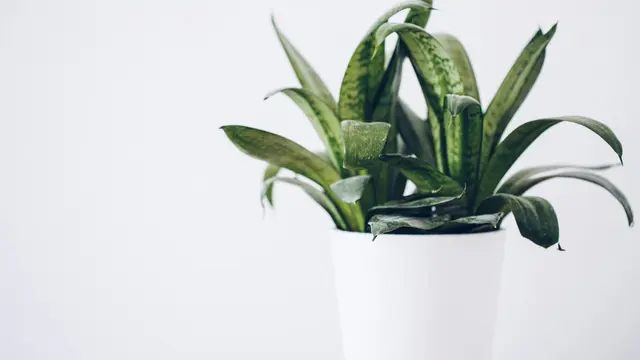 Diam-Diam Bantu Kesehatan Mental Saat Kerja: Ini Kenapa Melihat Tanaman di Meja Kerja Selama 3 Menit Bisa Turunkan Stres