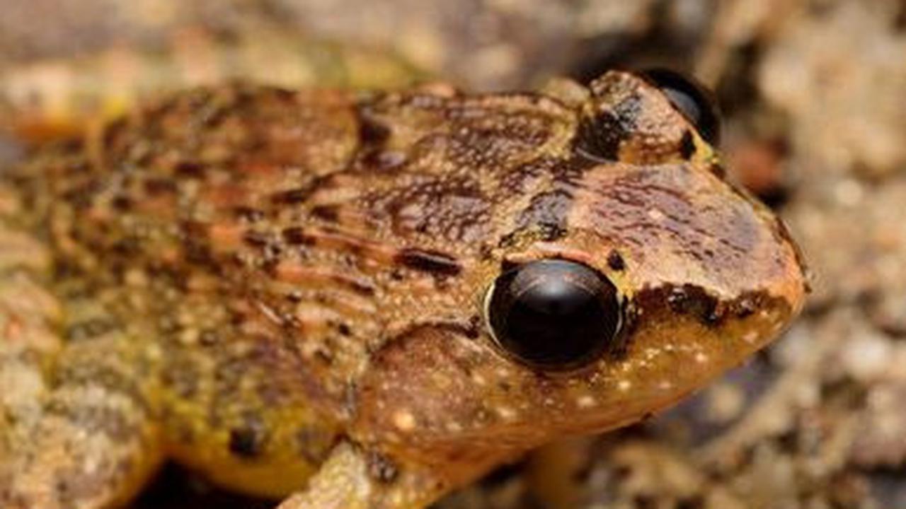2. Dua Spesies Melayu Katak Bertaring Bereproduksi dengan Unik<br>