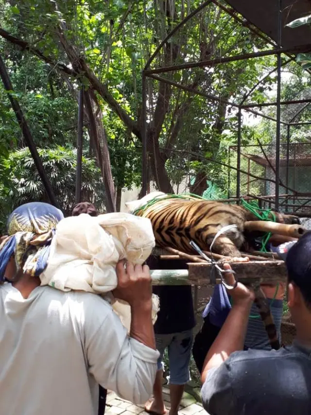 Harimau dikembalikan lagi ke kandangnya di Kebun Binatang Mangkang, Semarang. (Foto: Liputan6.com/BKSDA Jateng/Muhamad Ridlo)