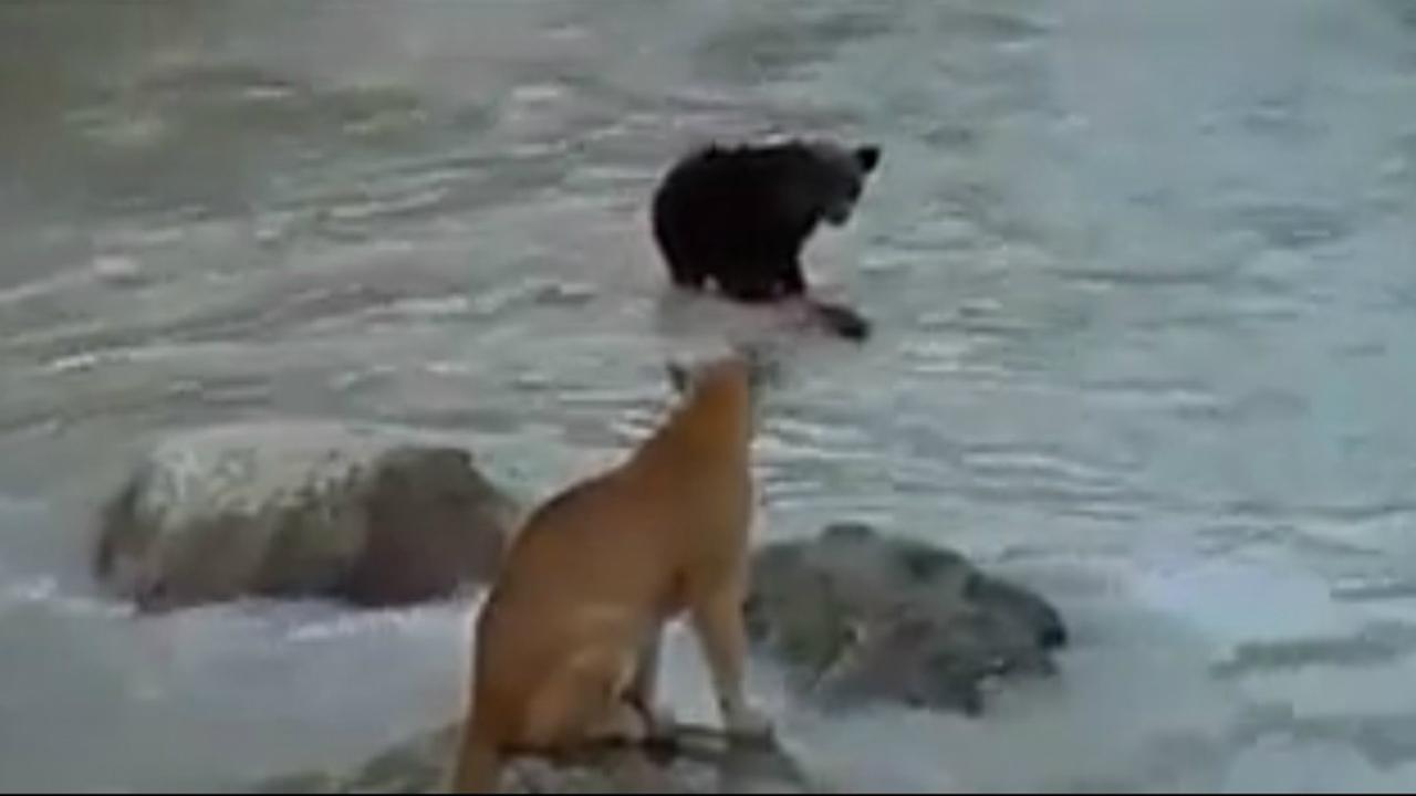 Perjuangan Anak Beruang Melawan Kebuasan Puma