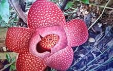 Pesona Langka: Dua Bunga Rafflesia Mekar Serentak di Agam, Sumatera Barat
