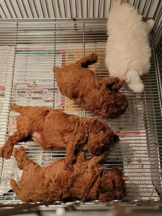 Hewan Mirip Makanan Enak