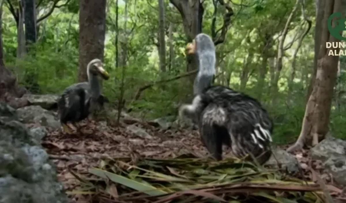 Di sisi lain, ada dugaan bahwa Burung Dodo memiliki laju reproduksi yang lambat. Sehingga kombinasi beberapa faktor sebelumnya membuat Burung Dodo punah. <br>