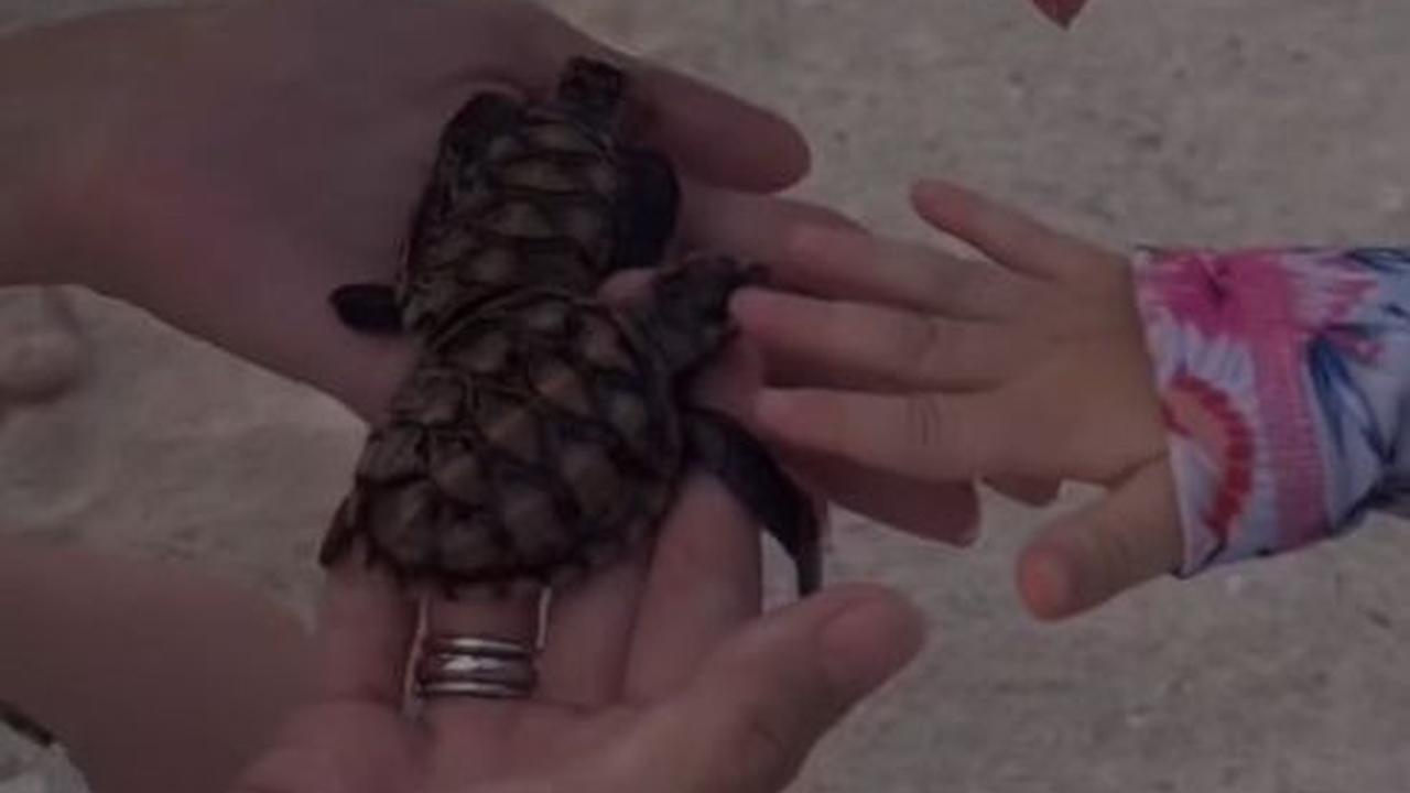 Nadine Chandrawinata mengungkapkan jika Baby Djiwa ternyata suka dengan boneka tukik. Baby Djiwa sempat melihat cuplikan film Moana, bagian membantu tukik untuk ke laut.