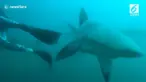 Kawanan hiu menyerang penyelam saat sedang mendokumentasikan predator laut tersebut.