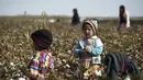 Anak-anak memanen kapas di ladang di Distrik Dawlatabad, provinsi Balkh (28/10/2021). Distrik Dawlatabad  adalah sebuah distrik yang terkurung daratan, yang terletak di bagian barat laut provinsi Balkh, di utara Afghanistan. (AFP/Wakil Kohsar)