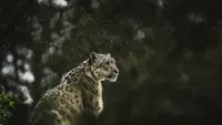 Turis China Terluka Dicakar Macan Tutul, Nekat Terobos Pagar demi Ambil Foto dari Jarak Dekat