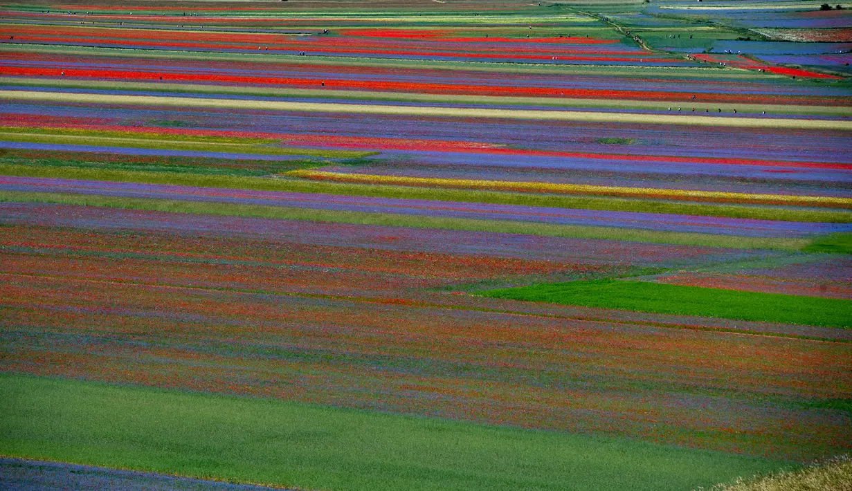 Pemandangan bunga-bunga yang sedang mekar dan ladang lentil di Castelluccio, sebuah desa kecil di wilayah Umbria, Italia tengah pada 6 Juli 2020. Setiap tahunnya antara Mei dan Juli, ribuan varietas bunga liar  bermekaran dan menjadi daya tarik wisatawan. (Tiziana FABI / AFP)