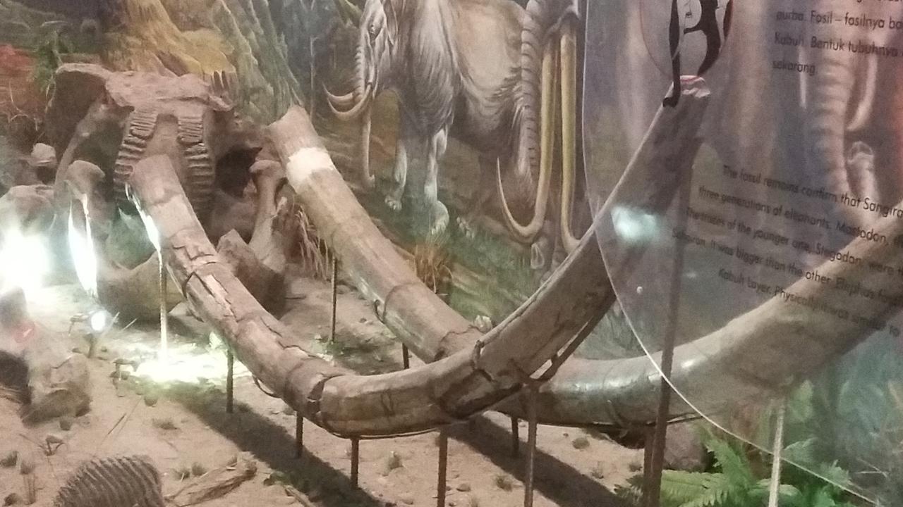 Fosil Gajah Purba Sangiran