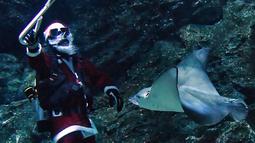 Penyelam berpakaian seperti Sinterklas memberi makan hiu di akuarium Sea Life Bangkok Ocean World di Bangkok, Thailand, Rabu (8/12/2021). Ikan-ikan menyantap makanan dari tangan Sinterklas yang berinteraksi dengan pengunjung dan berpose dari balik kaca akuarium. (Lillian SUWANRUMPHA / AFP)