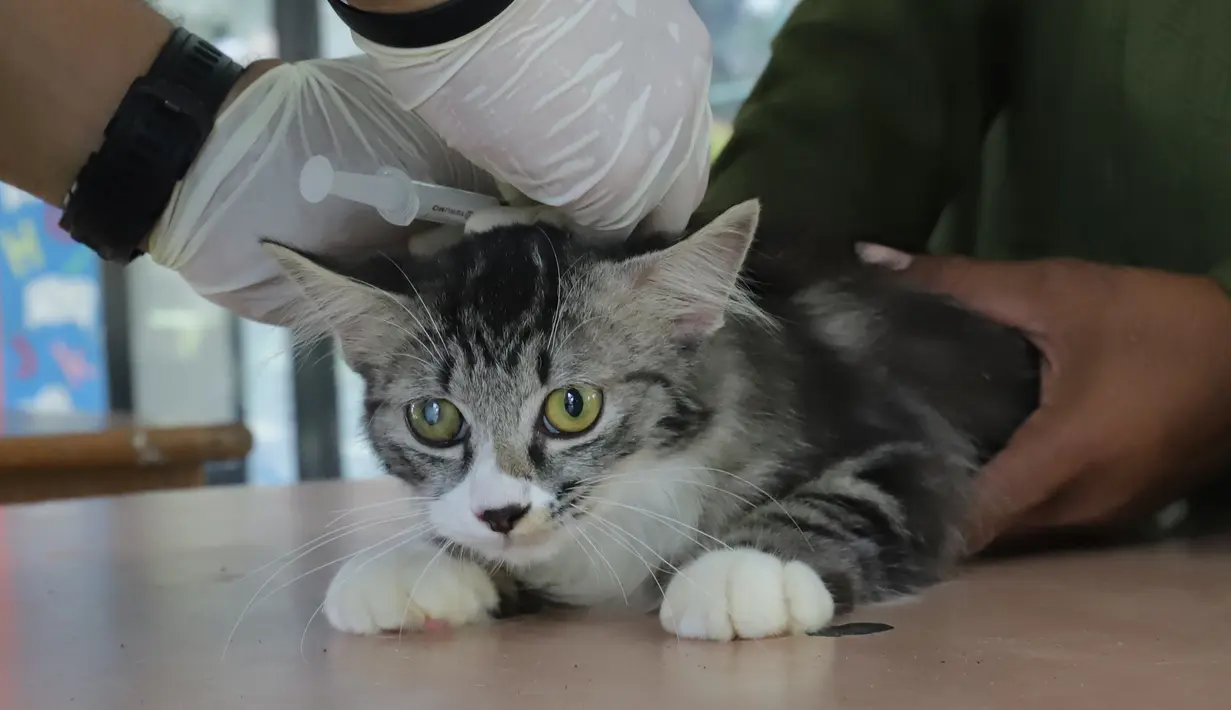 Program ini bertujuan memberikan kekebalan bagi hewan peliharaan sekaligus melindungi masyarakat, terutama pemilik hewan, dari risiko penularan rabies yang masih menjadi ancaman di sejumlah wilayah Indonesia. (merdeka.com/Arie Basuki)