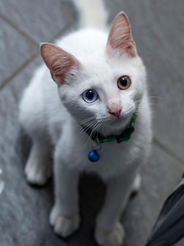 Hari Kucing Internasional