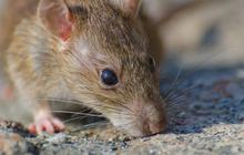 Tikus di Dapur? Ini Risiko Kontaminasi Makanan yang Mengintai