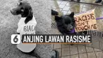 Saat ini aksi melawan rasisme sedang sering dilakukan. Tetapi tidak hanya manusia saja yang melawan rasisme. Hewanpun juga ikut, seperti anjing-anjing ini.