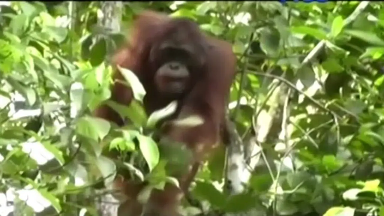 (lip6 pagi) Orangutan