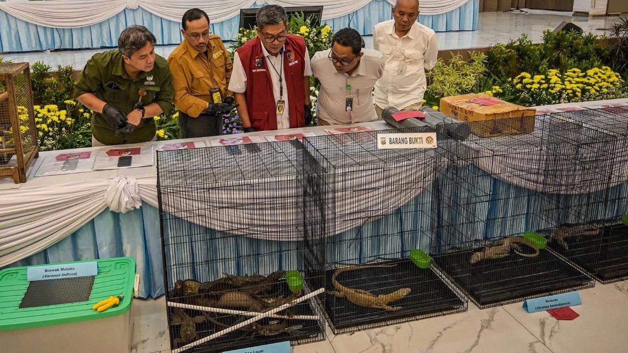 FOTO: Terungkap Harga Anakan Komodo Rp 500 Juta/ Ekor di Perdagangan Satwa Ilegal