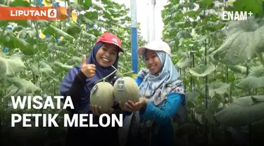 Wisata agro kini sedang tren dan menjadi alternatif untuk mengisi liburan. Salah satunya Wisata Petik Buah Melon di Area Green House Indigen Farm, Sleman, Yogyakarta.