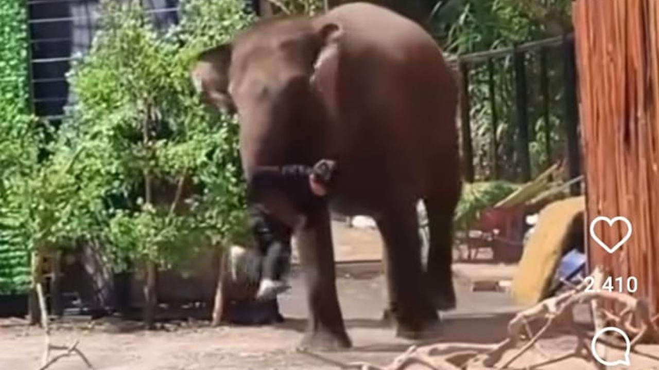 Detik-Detik Menegangkan Pawang Tertimpa Gajah di Lembang Park & Zoo