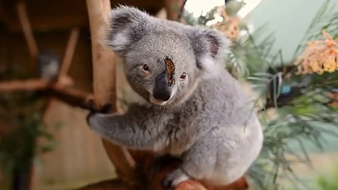Potret Lucu Keakraban Koala dan Kupu-Kupu Viral di Medsos