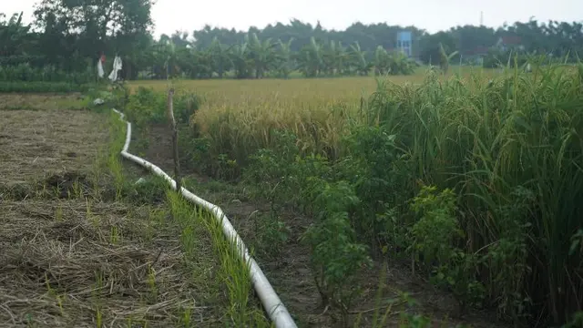 Kementan Kawal Ketat Penggunaan Air dan Normalisasi Irigasi Tersier
