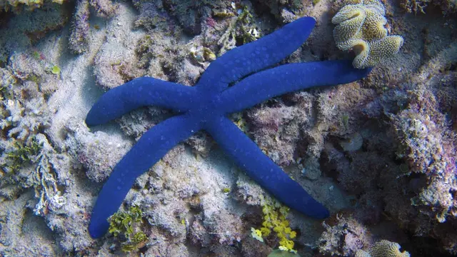 Hewan Unik Berwarna Biru Paling Indah