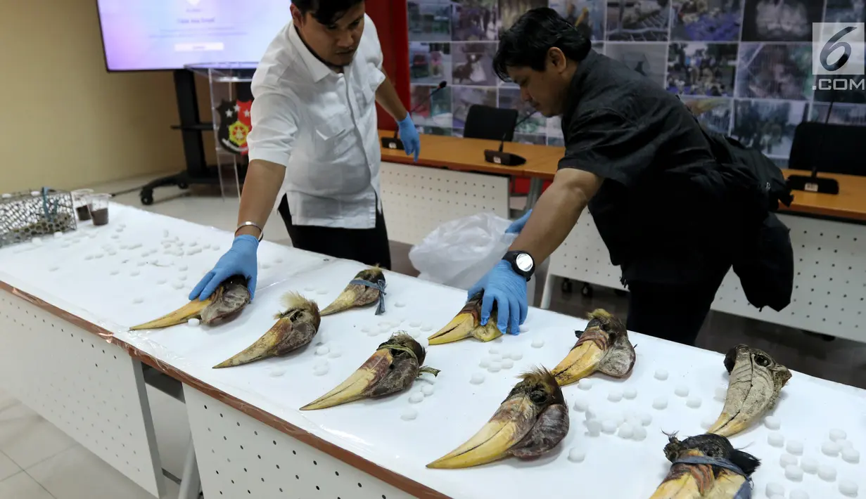Petugas Direktorat Tindak Pidana Tertentu Bareskrim Polri menunjukkan barang bukti burung Julang Sulawesi di Bareskrim, Jakarta, Selasa (5/3). Polisi berhasil membekuk pelaku jual beli satwa dilindungi Julang Sulawesi. (Liputan6.com/JohanTallo)