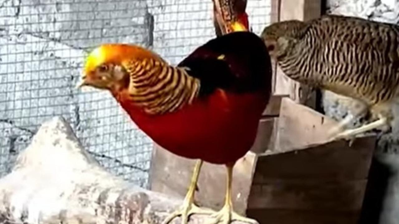 Pria Magelang budidaya unggas hias