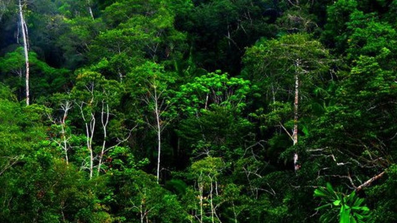 ilustrasi hutan hutan