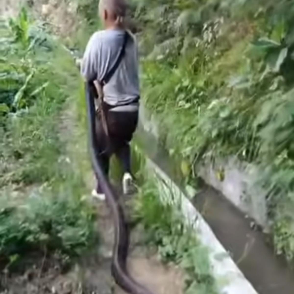 Ngeri-ngeri Sedap! Ular 5 Meter Ditangkap Damkar, Netizen: Panji Sujud Aja deh