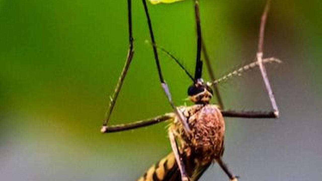 Kelebihan dan Kekurangan Nyamuk Wolbachia, Cara Alami Cegah Demam Berdarah