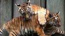 Dua dari empat anak harimau Bengal yang lahir di Guadalajara Zoo, negara bagian Jalisco, Meksiko terlihat di kebun binatang pada 5 Oktober 2021. Empat anak harimau itu lahir pada 3 Juli lalu dari Albert dan Chitara, harimau bengal di kebun binatang tersebut. (LISES RUIZ / AFP)