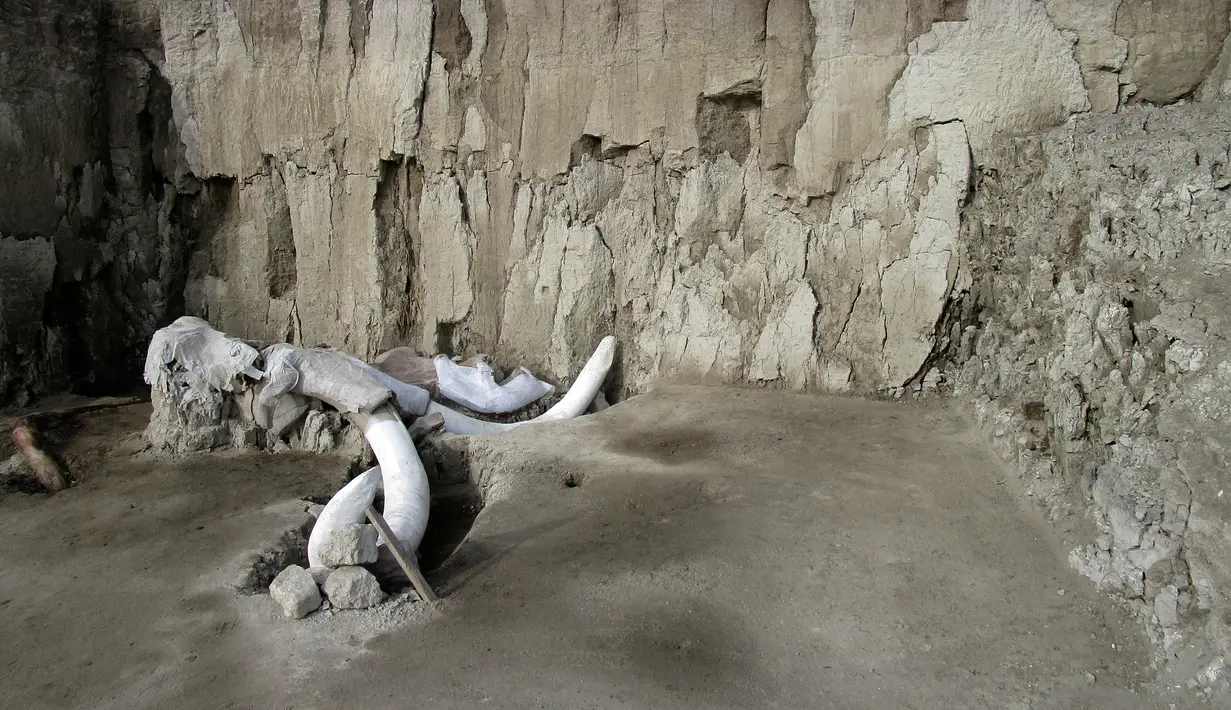 Gambar selebaran yang dirilis pada  6 November 2019 menunjukkan tulang mammoth yang ditemukan di Tultepec, Meksiko. Para peneliti mengatakan, setidaknya lima kawanan mamut tinggal di daerah sekitar penemuan. (Photo by HO / INAH / AFP)